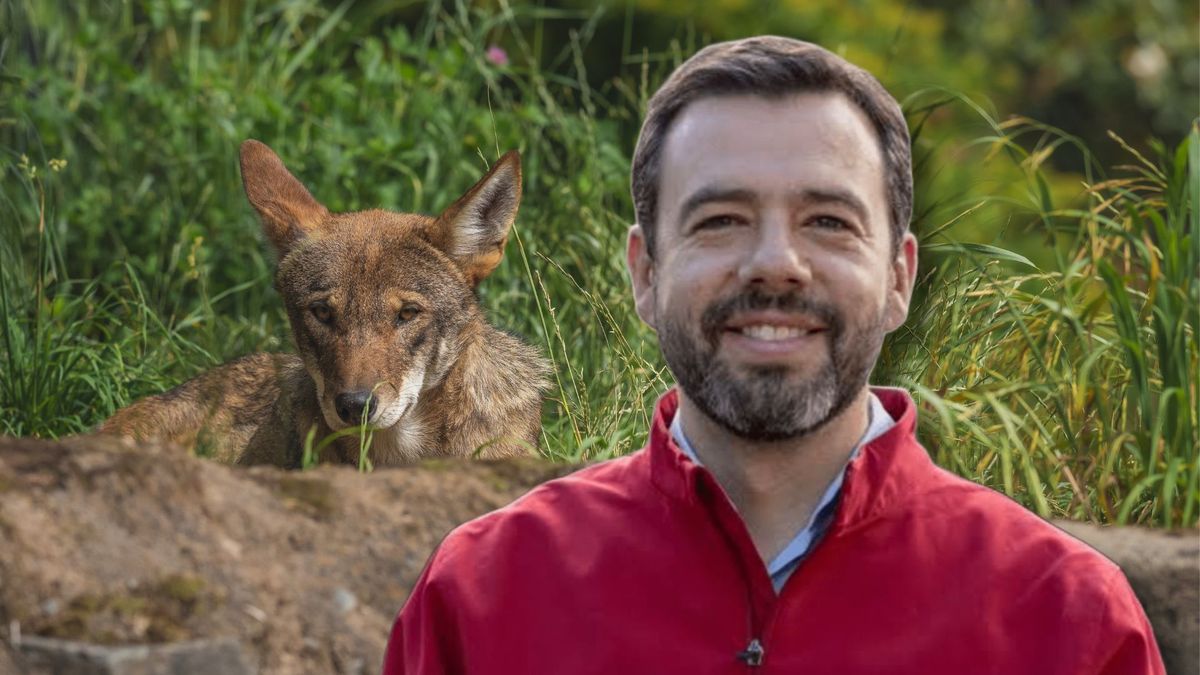 ¿Qué hacer si ve un zorro en Bogotá?