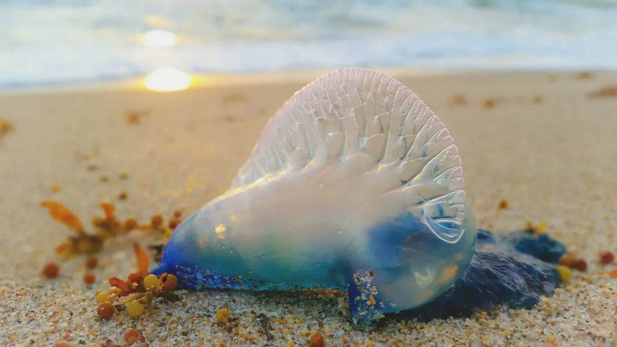 Fotografía de la fragata portuguesa instalada en una playa.