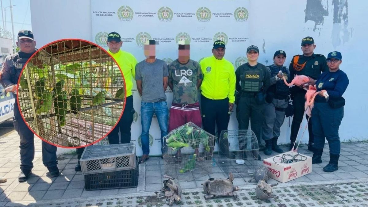 Capturados por tener fauna silvestre en Atlántico y Bolívar