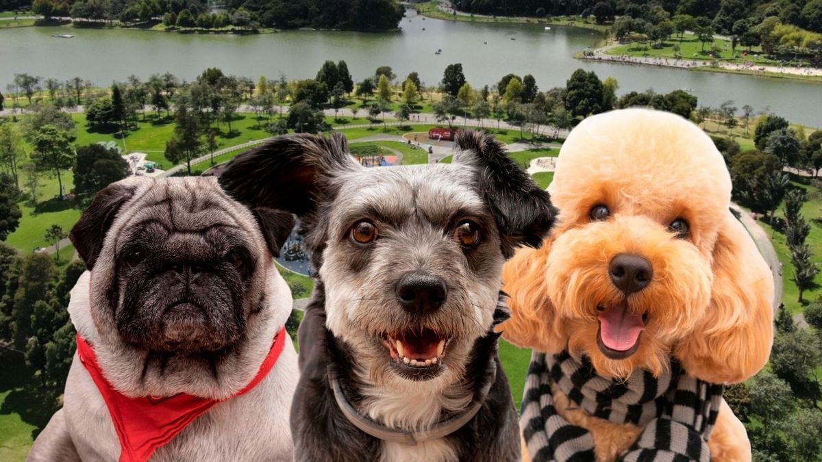 Lugares pet friendly en Bogotá para visitar con su perro