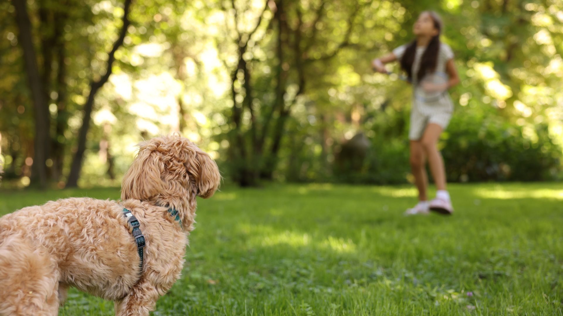 Otros parques de Bogotá con zonas caninas