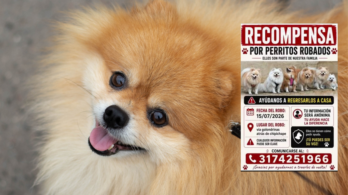 En Cali, una familia denunció el hurto de sus cinco perros de raza pomeranian.