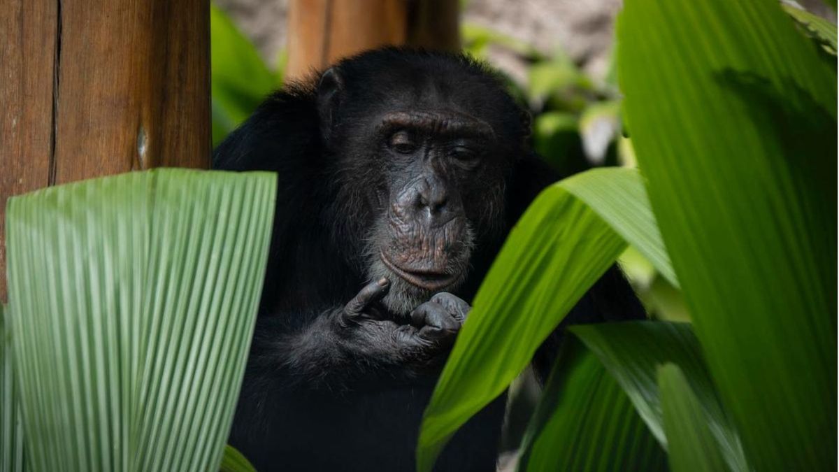 Chimpancé Yoko que fue trasladado desde Pereira hasta Brasil