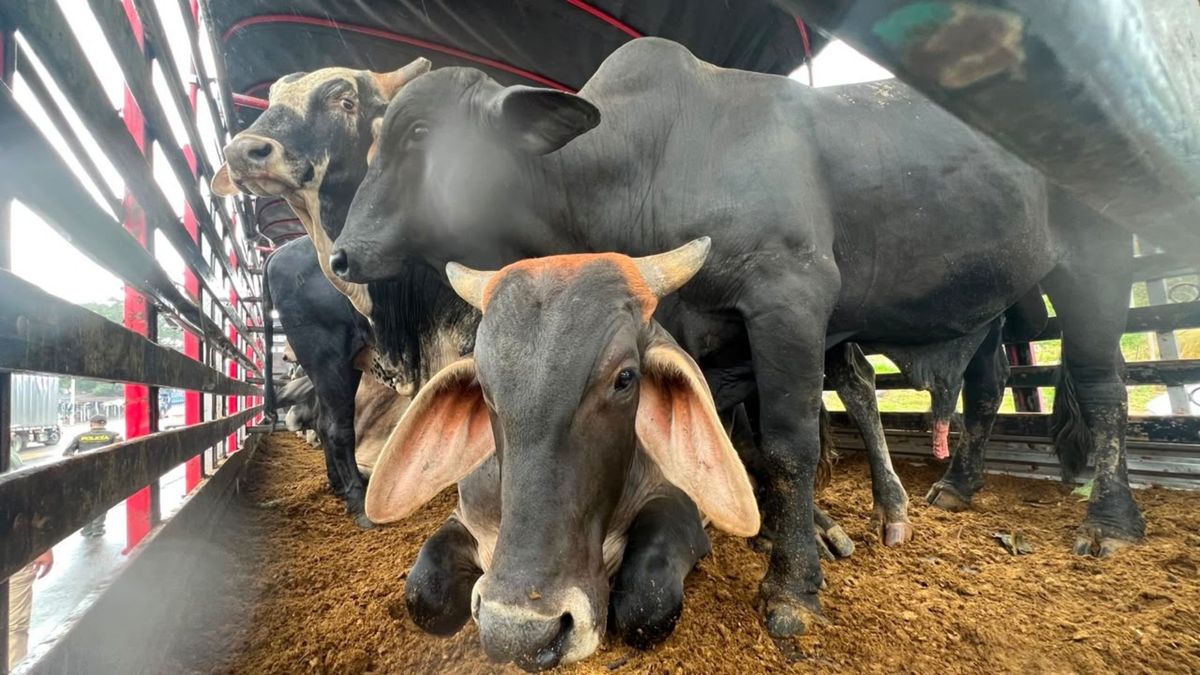 Incautación de animales en Norte de Santander