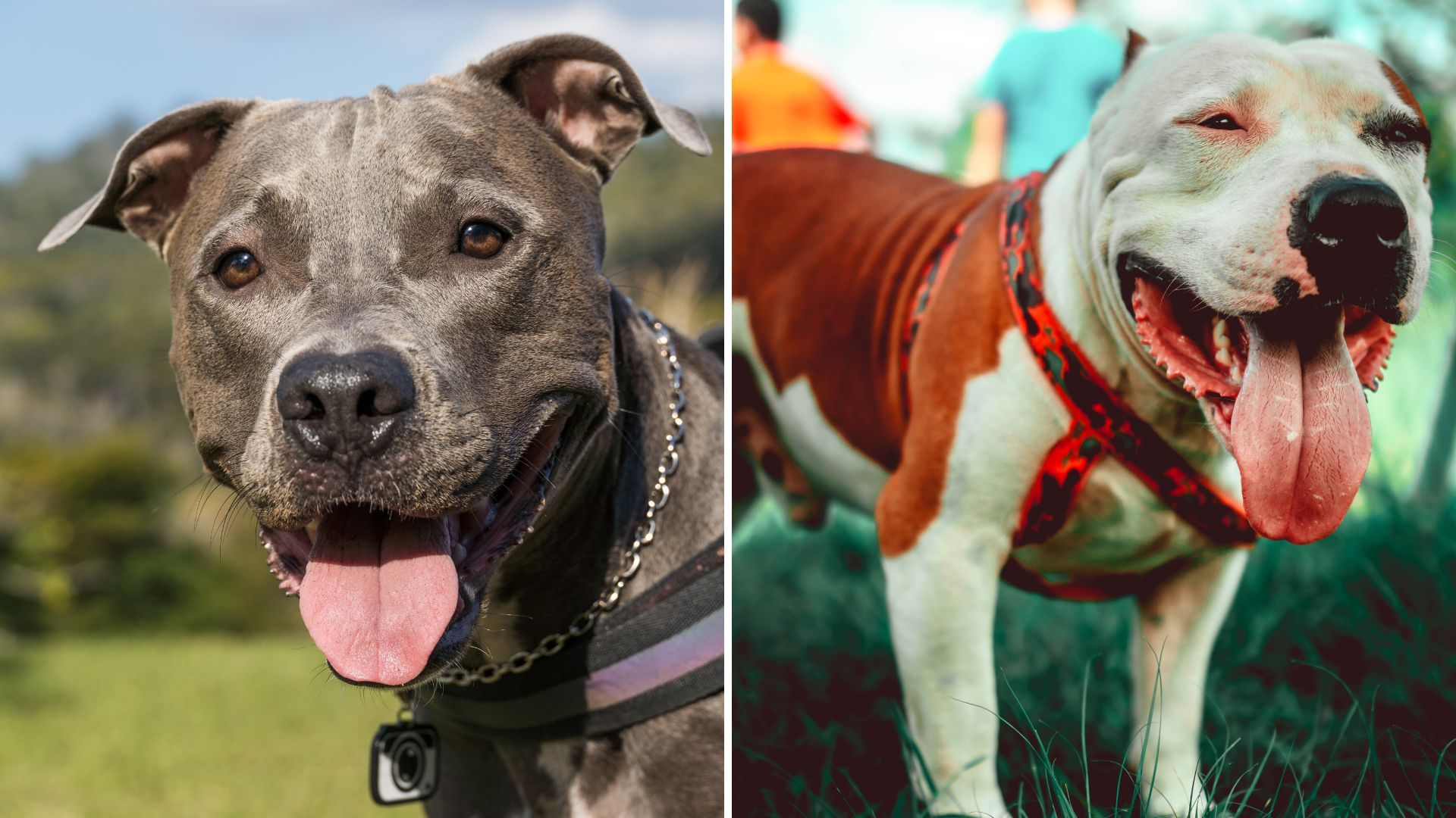 Registro obligatorio para perros de manejo especial en Bogotá