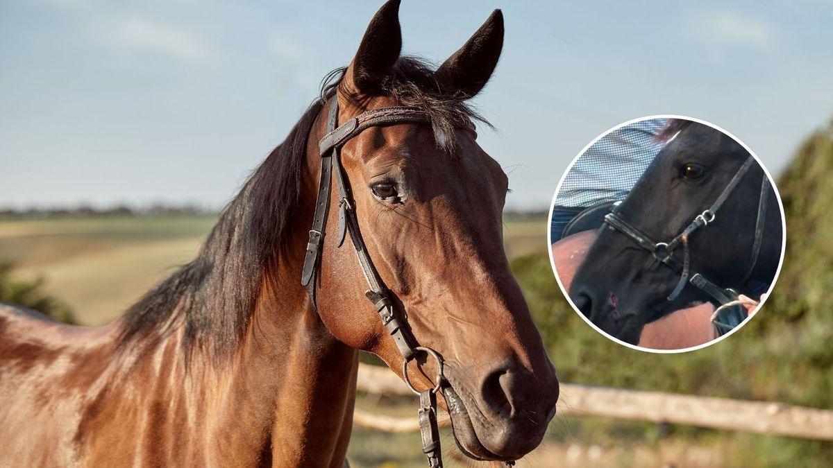 Casos de maltrato animal en la cabalgata de Sogamoso