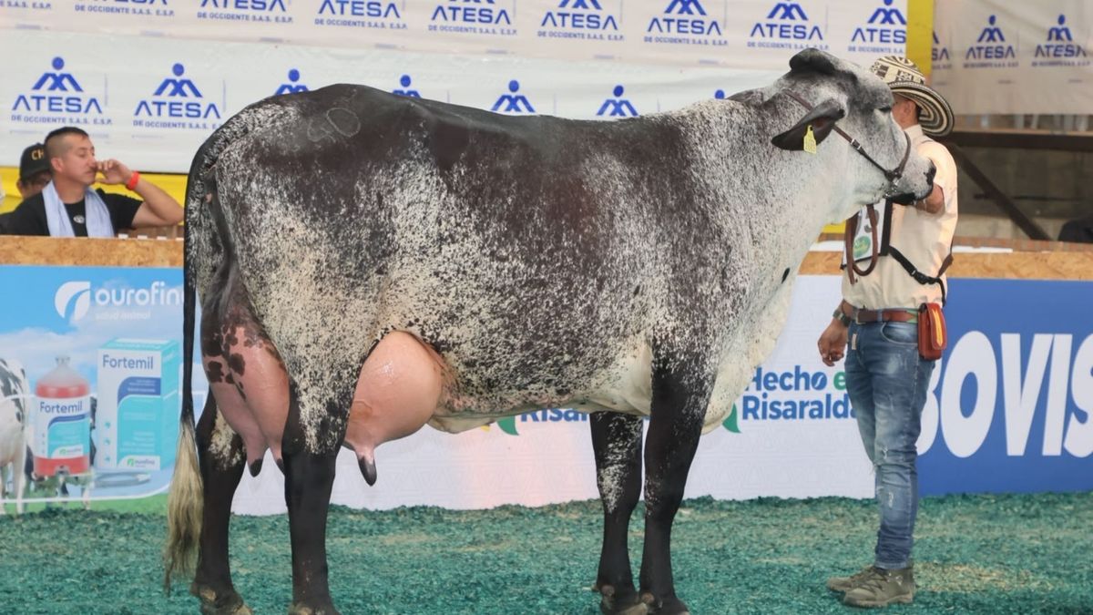 Ganadería en Córdoba