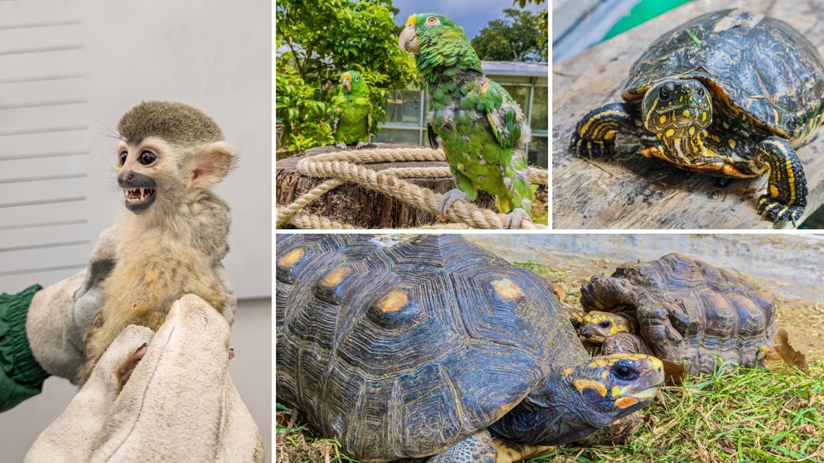 Multa por tener un animal silvestre como mascota en Colombia