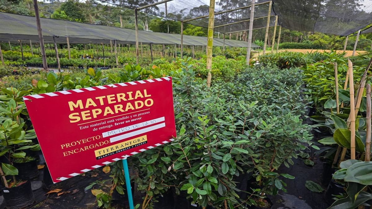 Arboles que harán parte del Metro de la 80 en Medellín