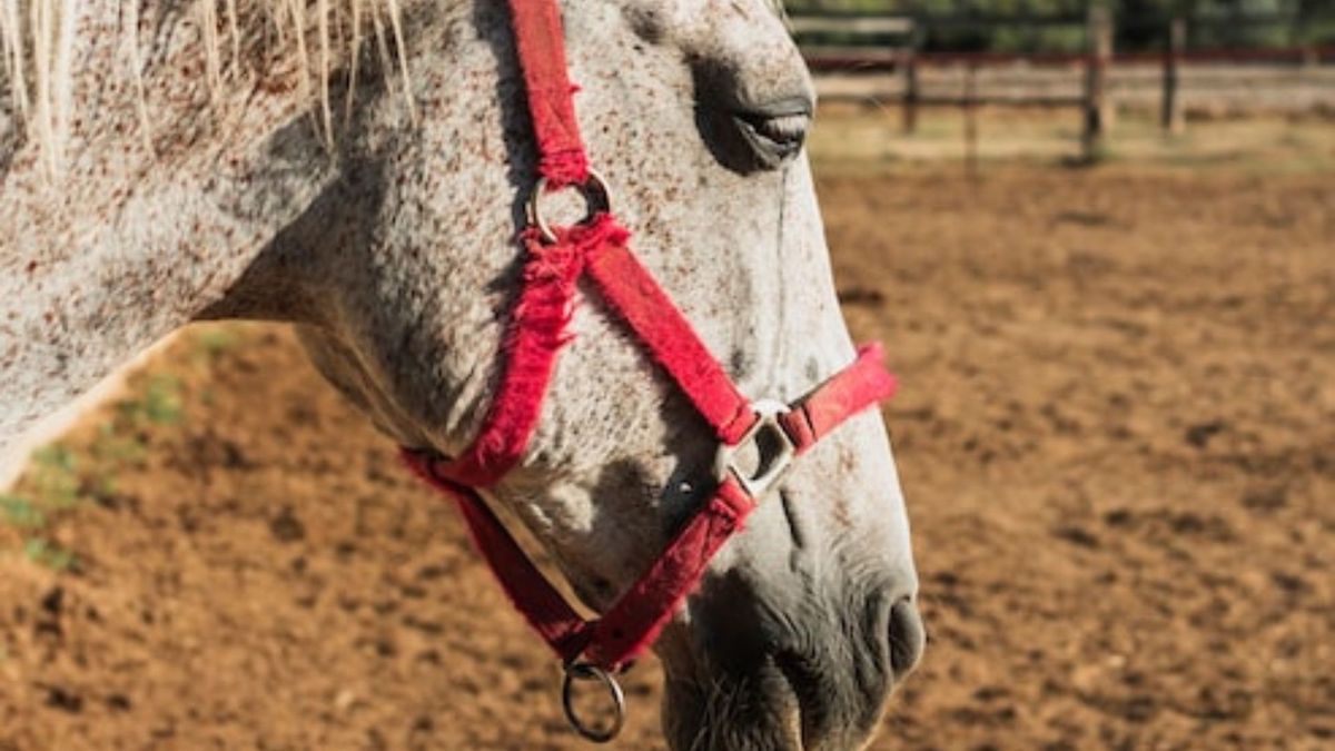 Caballo