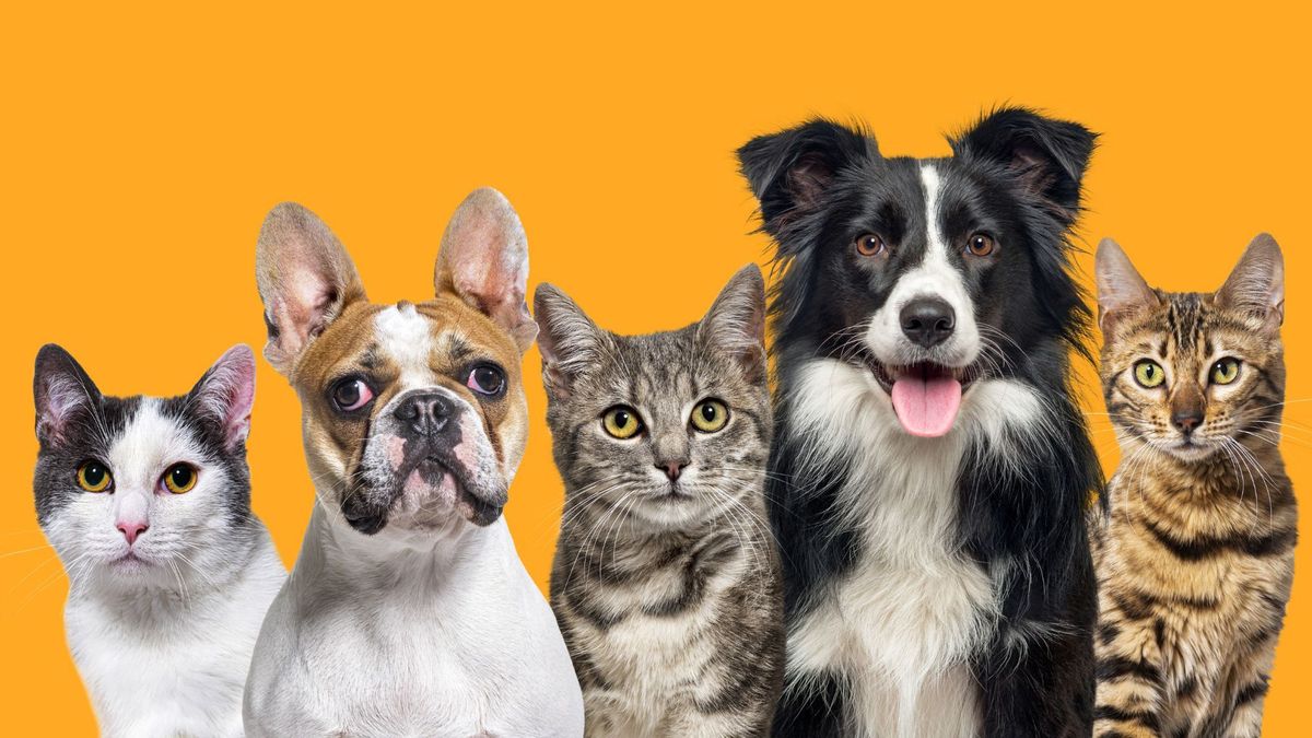 Esterilizaciones gratis en Valle de Aburrá: fechas 2026