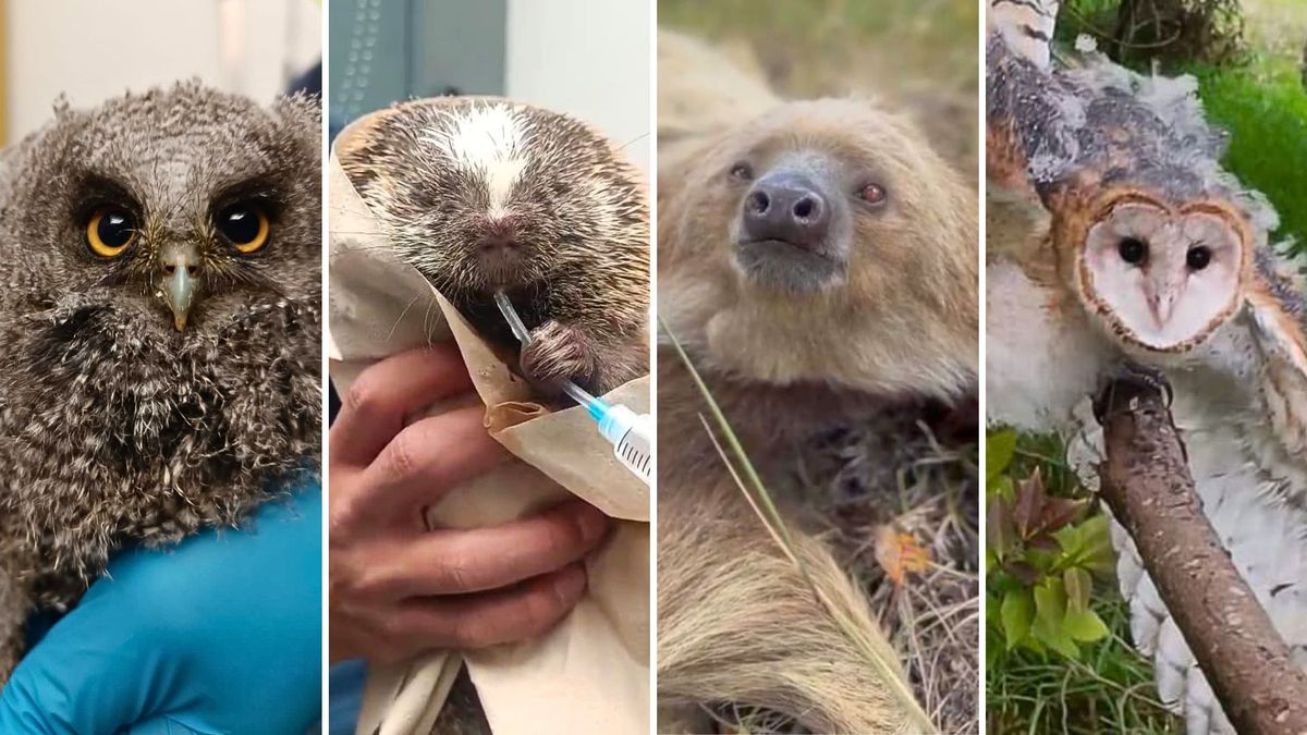 ¿Qué animales liberó la CAR en Soacha y Sibaté durante 2026?