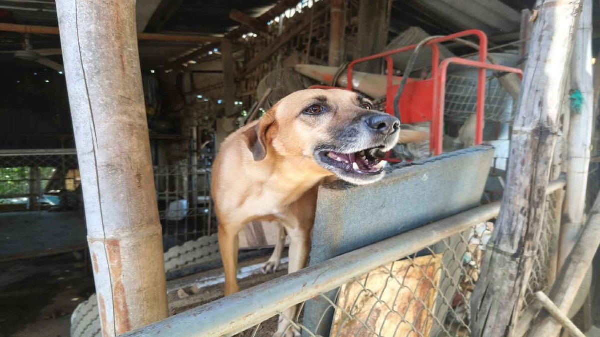 Perrito ladrando Neiva