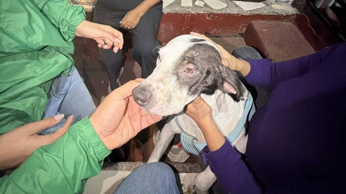 El animal ladró al hombre y este reaccionó de manera desproporcionada