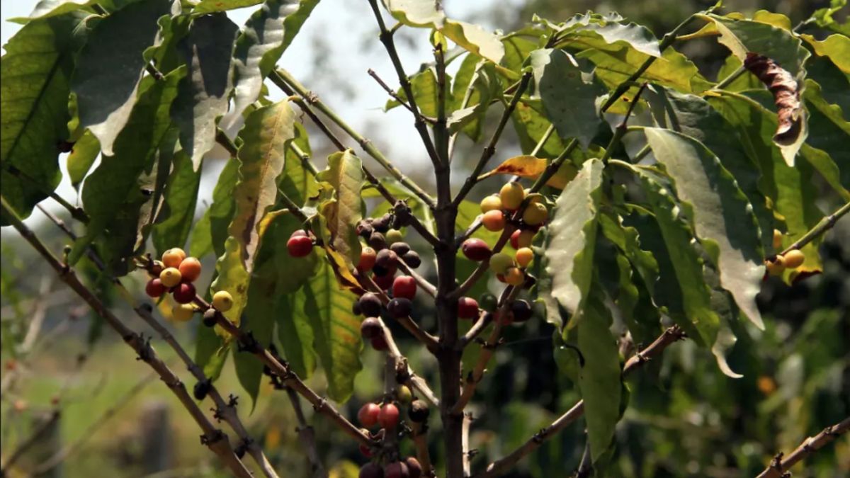 Cafetales afectados por el invierno
