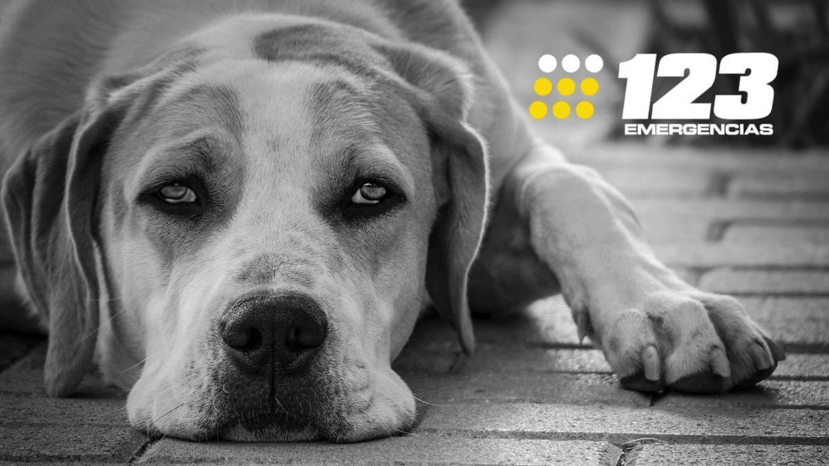Línea 123 activa emergencias veterinarias en Bogotá