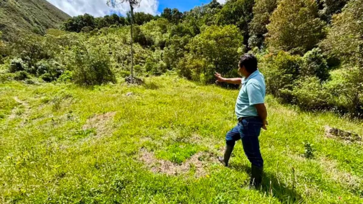 Siembra de árboles - medio ambiente