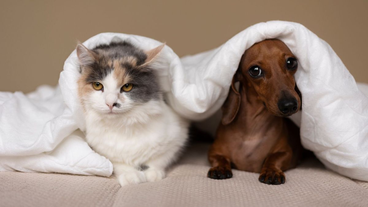 ¿Cómo adoptar un perro o un gato en Bogotá? Requisitos para la jornada del Portal de la 80