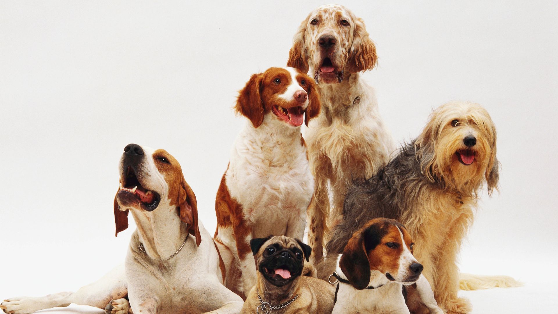 ¿Quiere un nuevo mejor amigo? Habrá jornada gratis de adopción en Portal de la 80