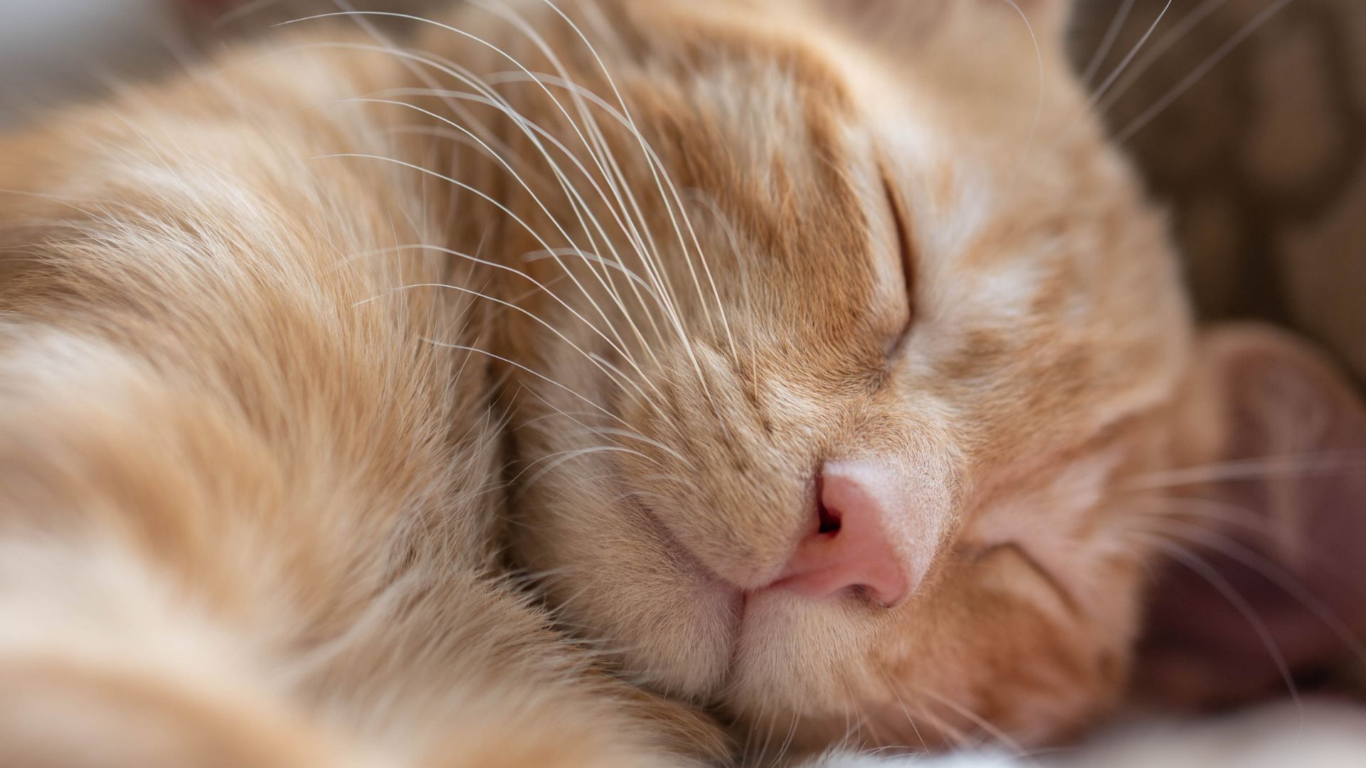 Los mitos que todavía ponen en riesgo el bienestar de los gatos