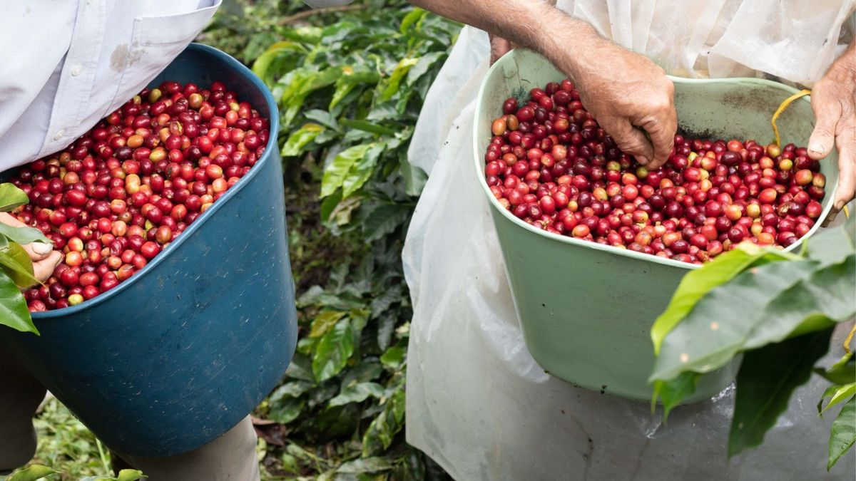 Cosecha de café se adelanta en Risaralda