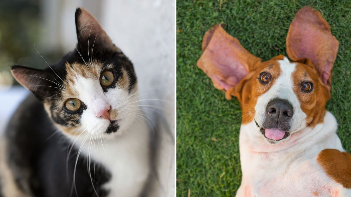 ¿Cómo acceder a las esterilizaciones gratis para perros y gatos en Bogotá?