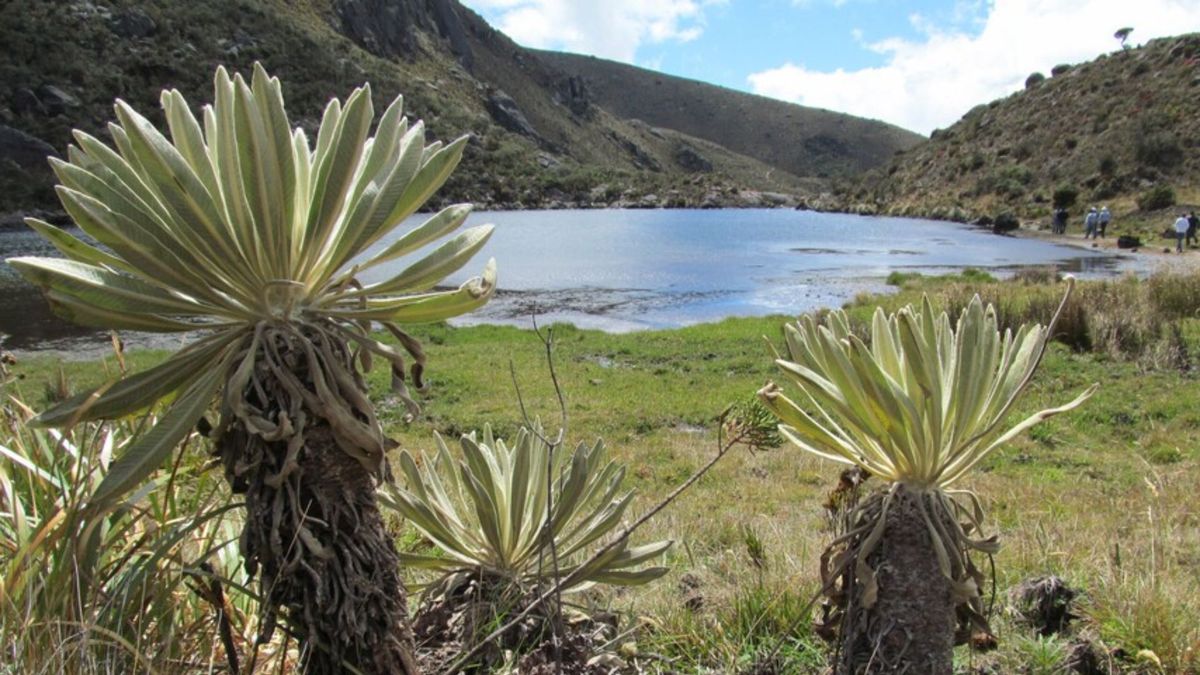 Páramo de Santurbán