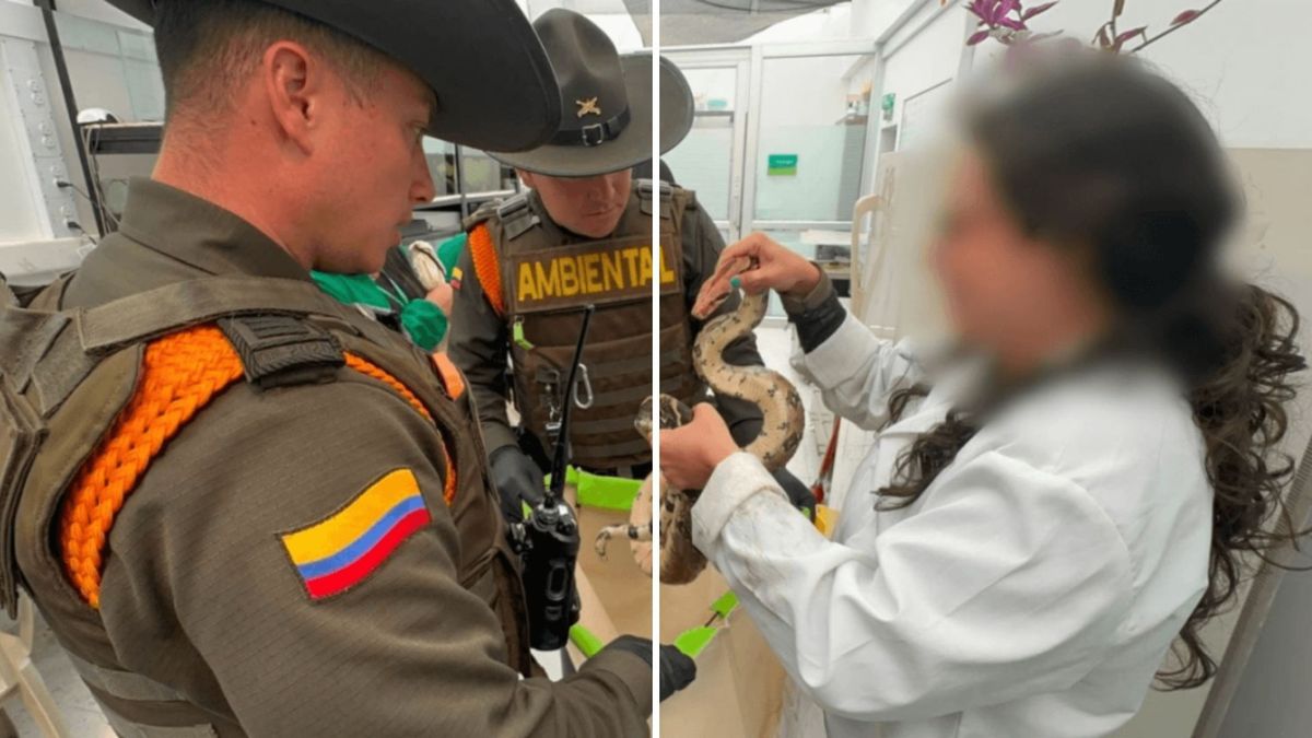 ¿Qué pasó con los 23 animales silvestres incautados en Usaquén?