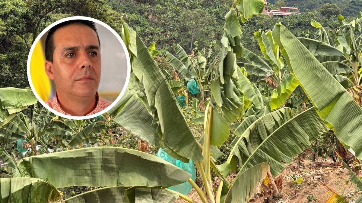 Crisis platanera en Risaralda