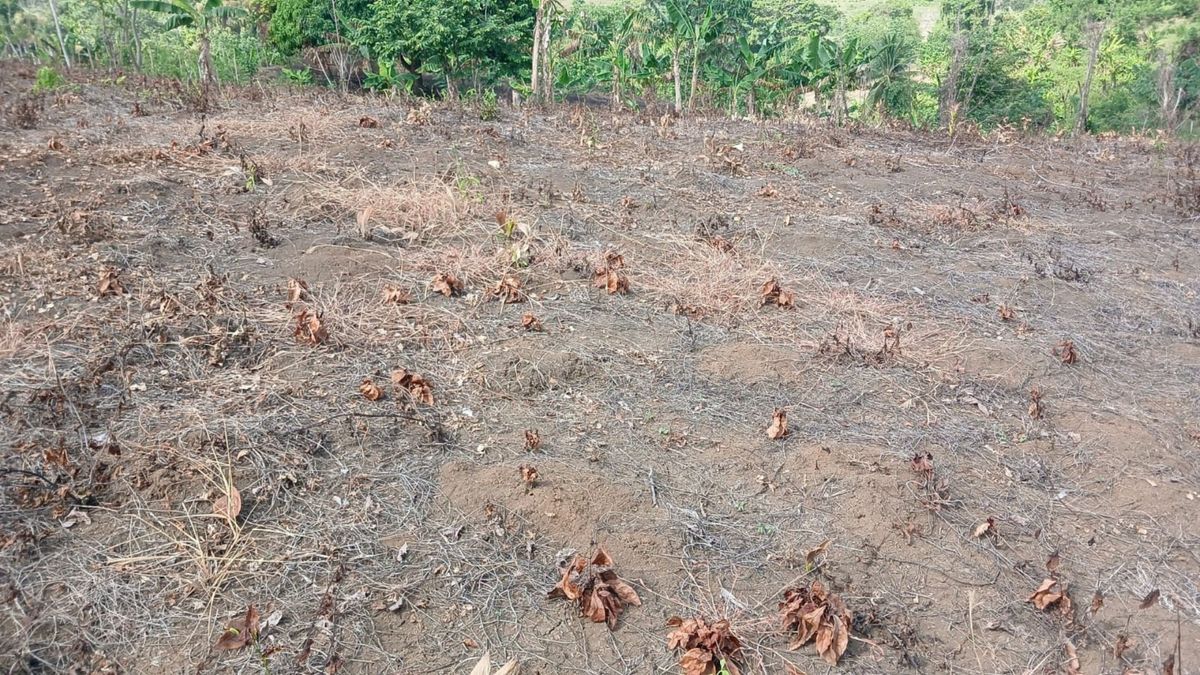 Los estragos del verano en Moñitos