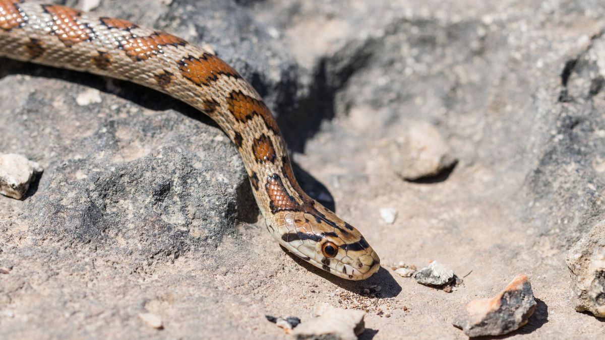 Serpiente