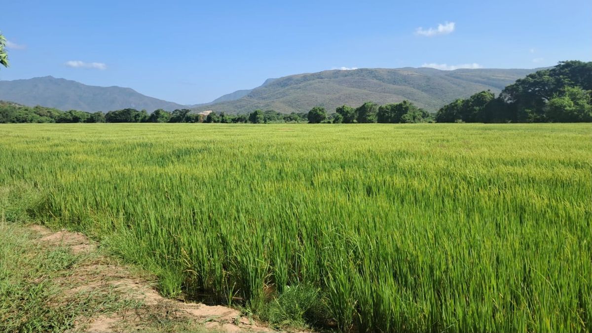 Campos de arroz en Colombia