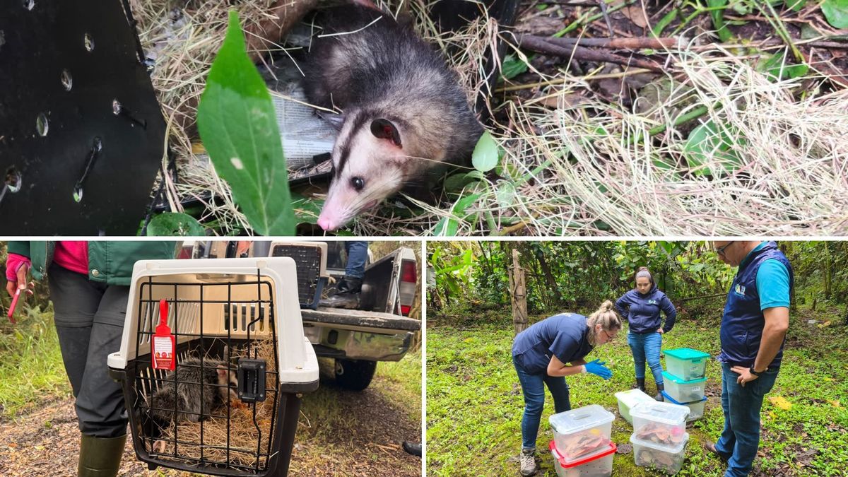 Liberan 19 animales silvestres en Cundinamarca