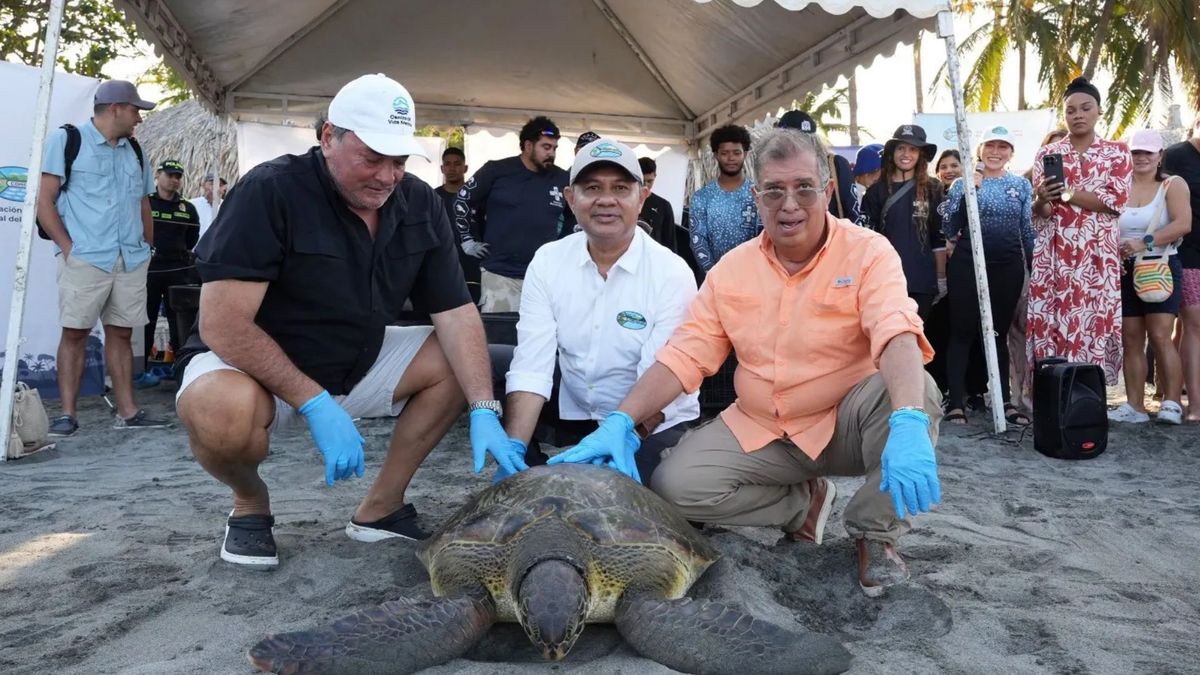 Tortugas liberadas en Santa Marta
