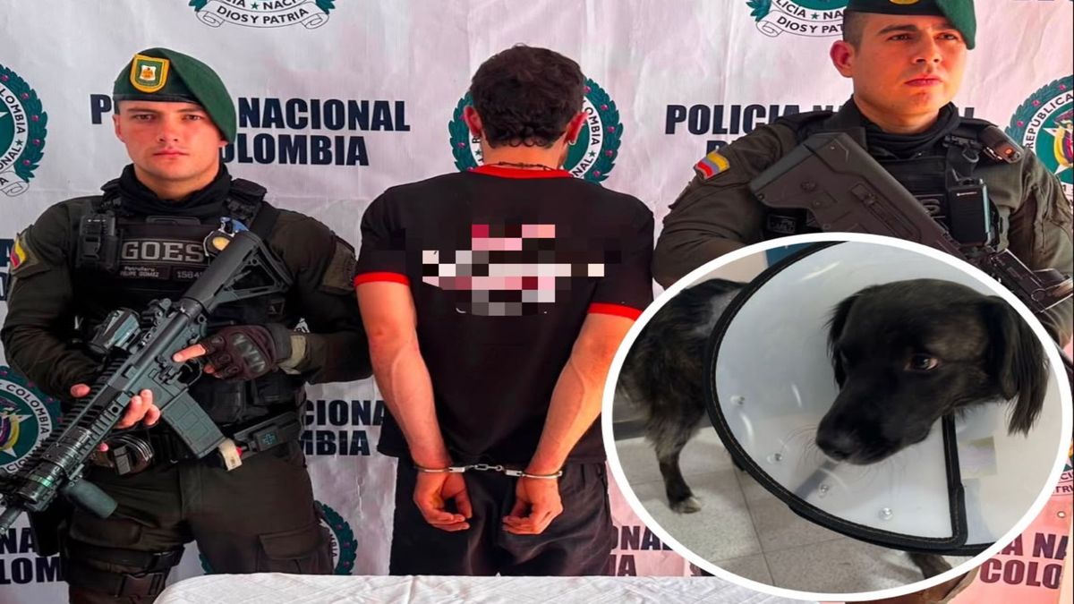 Agresor de perro en Calarcá fue dejado en libertad y genera indignación
