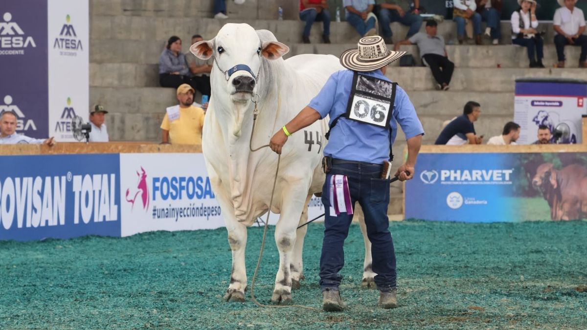 Le feria se realizará en el coliseo Miguel Villamil