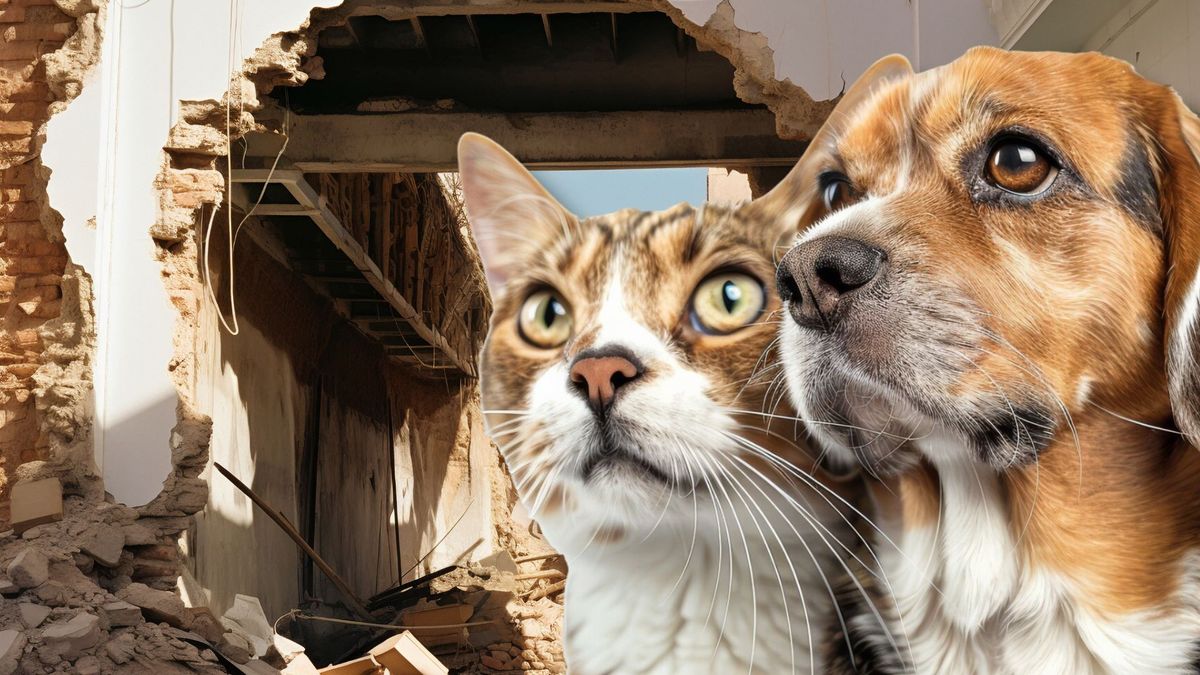 Cómo proteger perros y gatos durante un sismo o terremoto