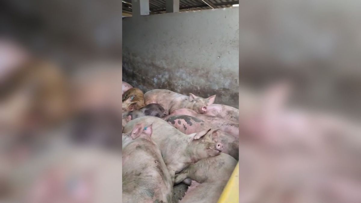 Sacrificio ilegal de animales en Boyacá