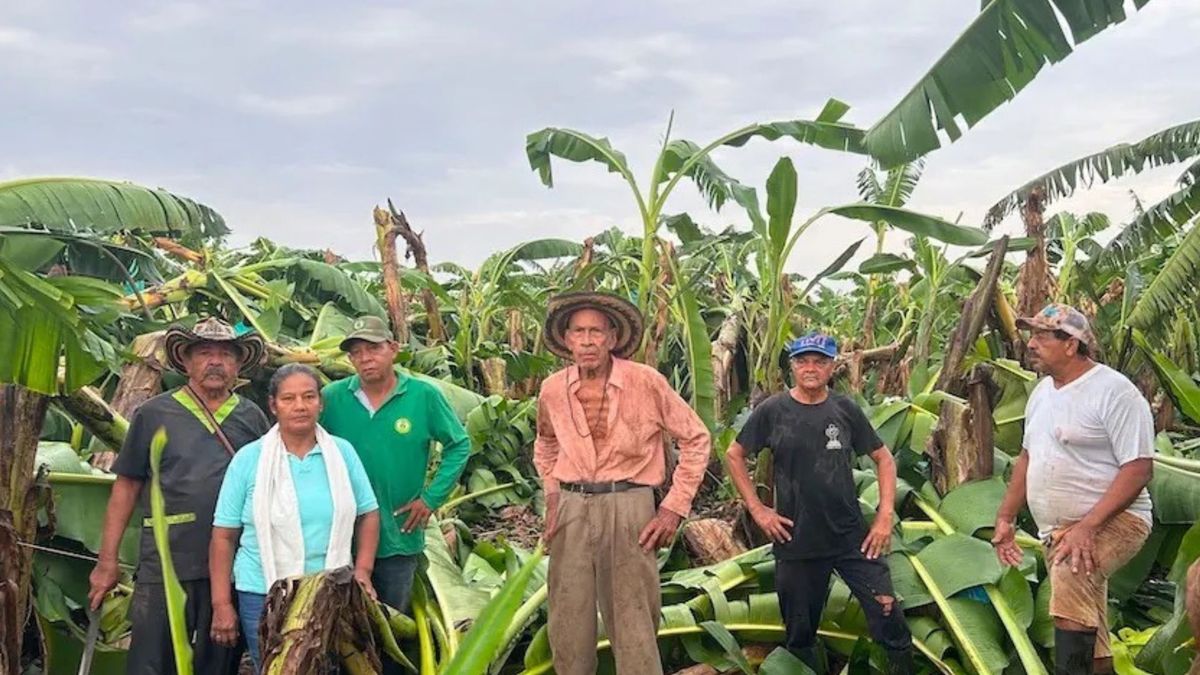 Productores de banano del Magdalena