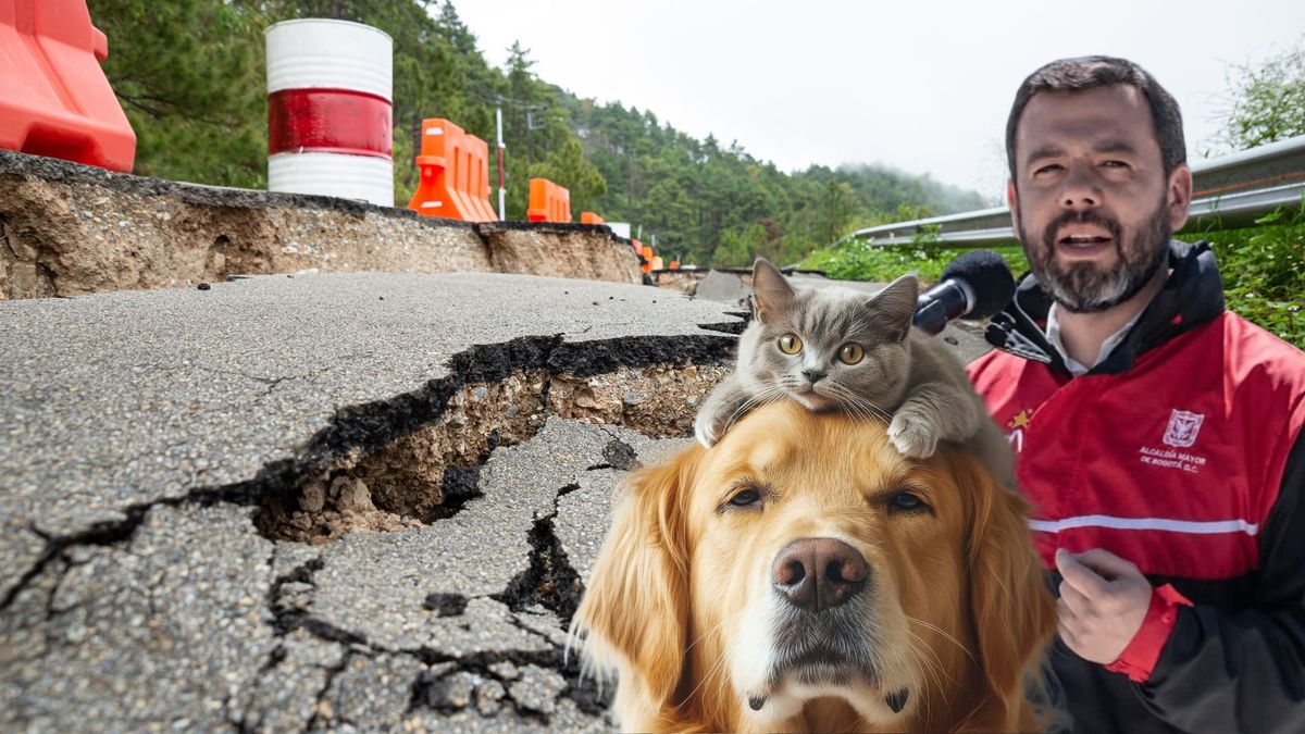 ¿Dónde donar para los animales afectados por el terremoto?