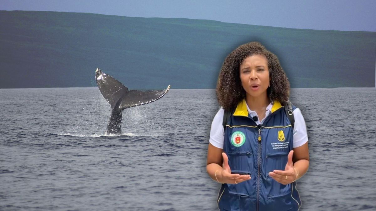Ballena en el pacífico y gobernadora del Chocó