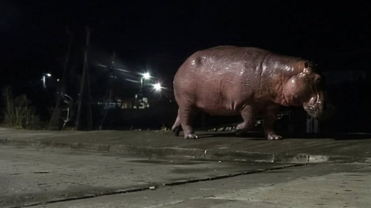 Hipopótamo en Barrancabermeja