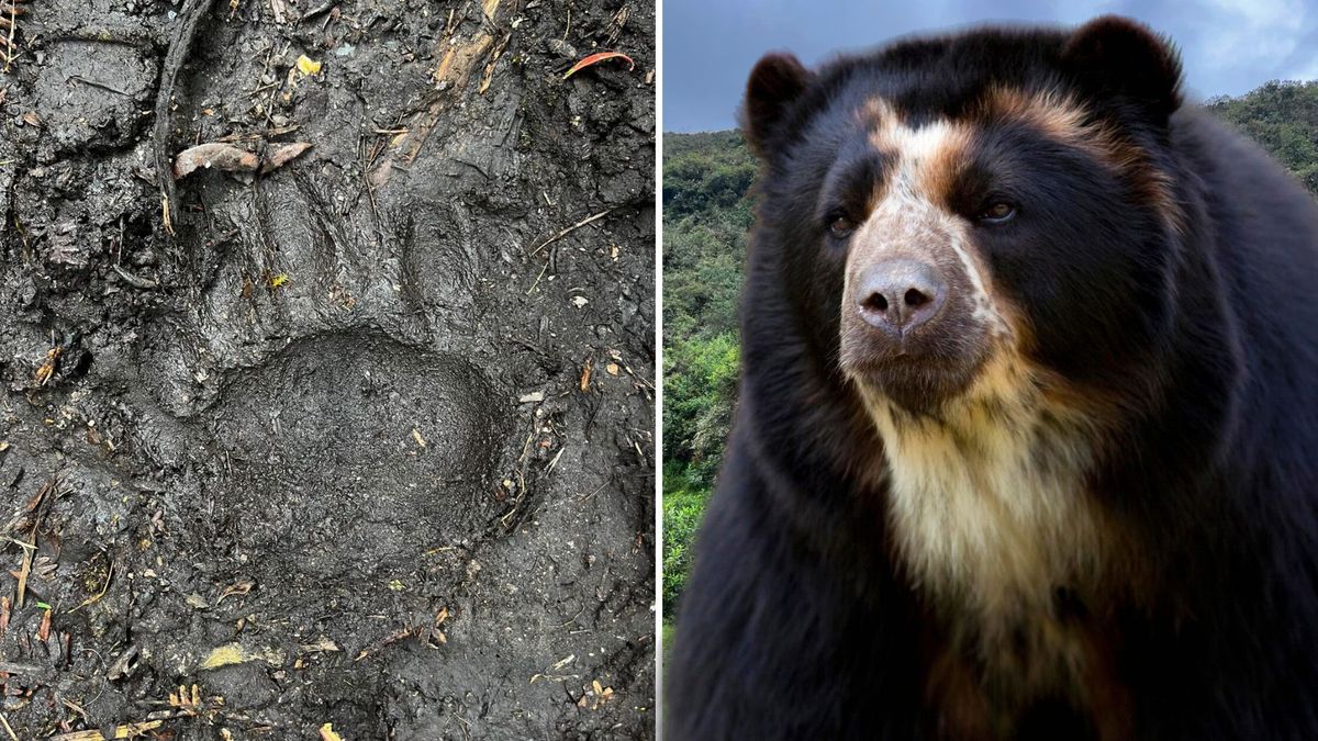 ¿Dónde apareció el oso andino en Machetá?