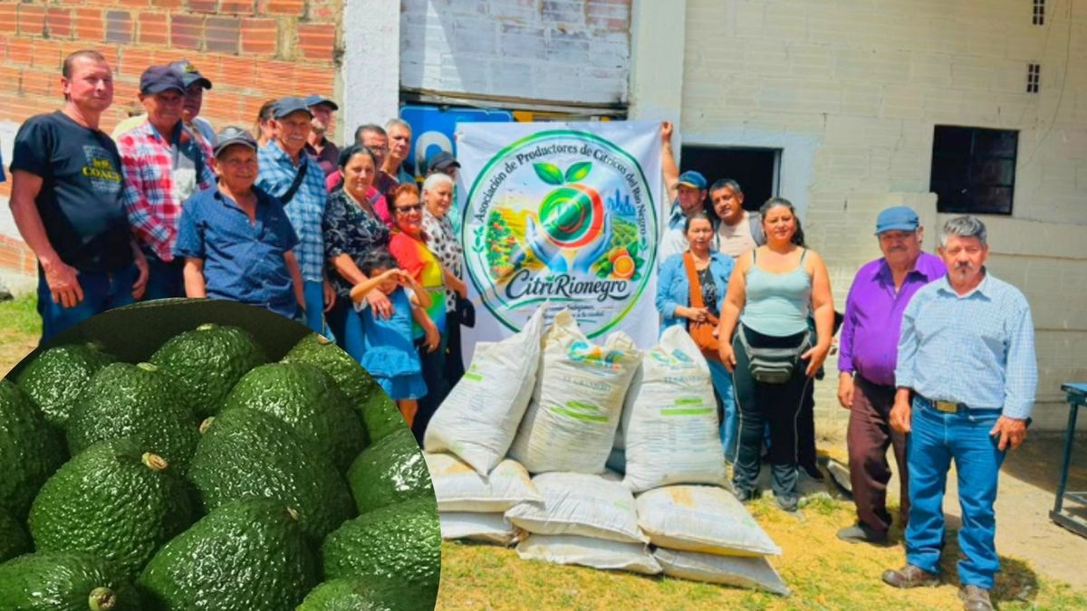 Cundinamarca transforma maleza de lagunas en abono para cosechas