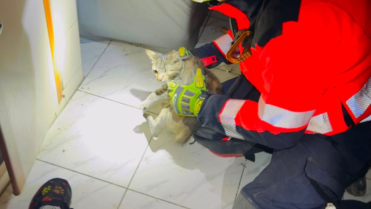 Gato rescatado en Pereira por Bomberos Medellín