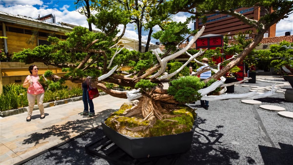 Jardín Botánico abre exposición de bonsáis en Bogotá