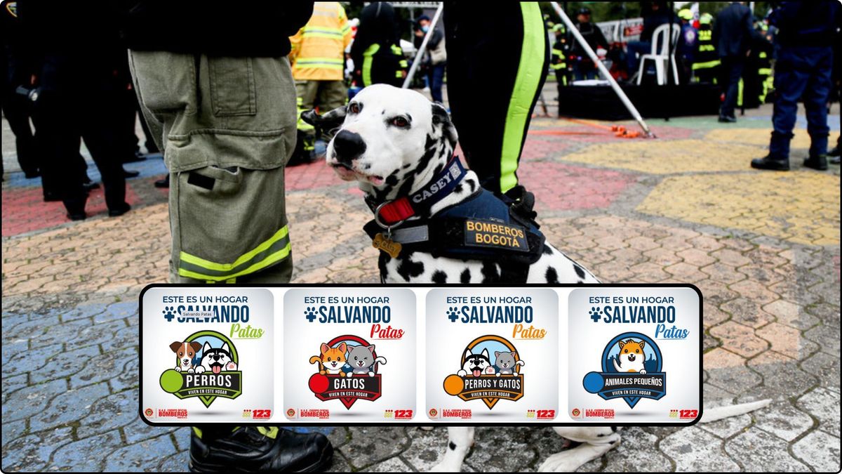 Salvando Patas: registre gratis su mascota en Bogotá