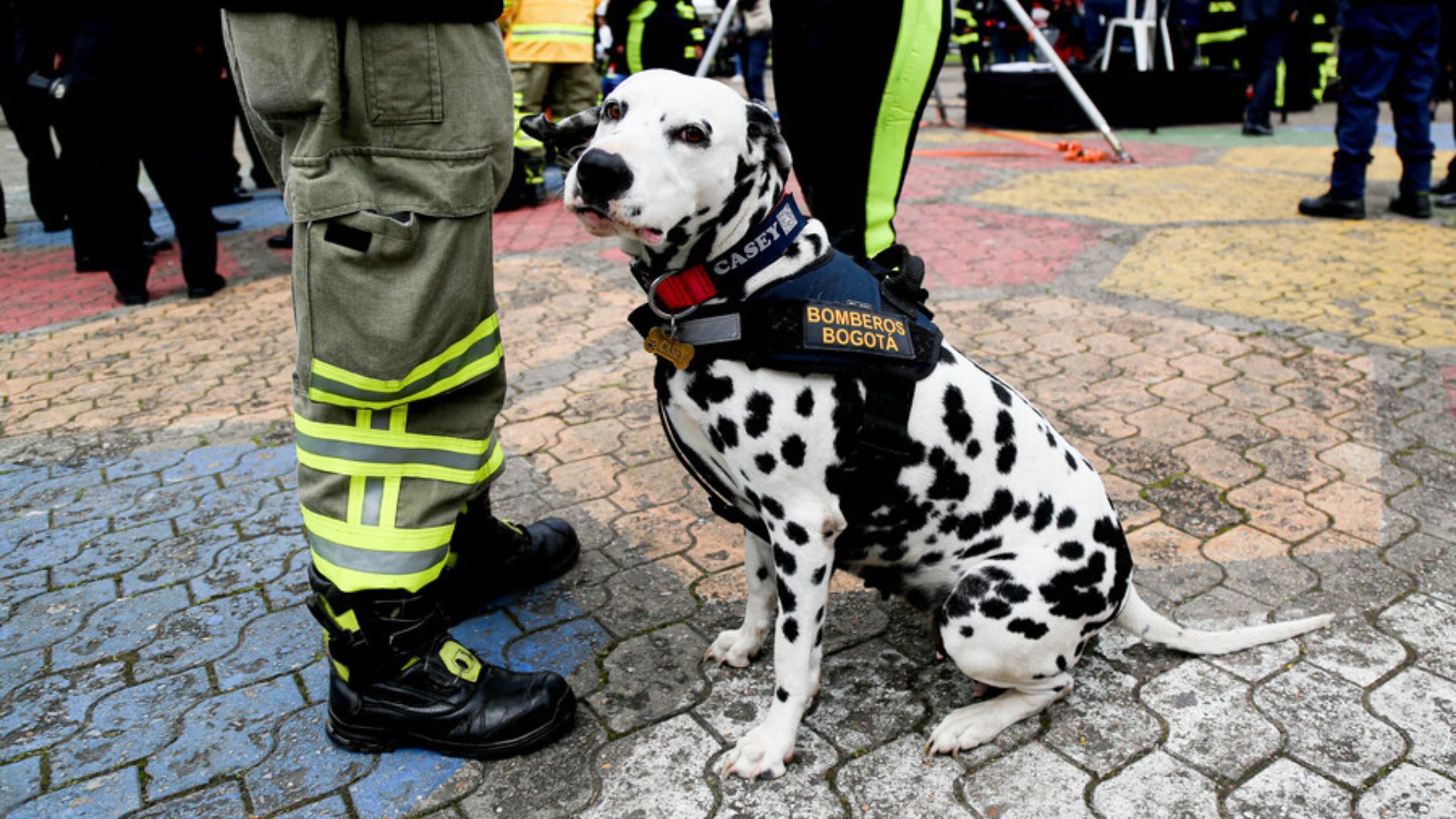 ¿Cómo registrar a una mascota en ‘Salvando Patas’?