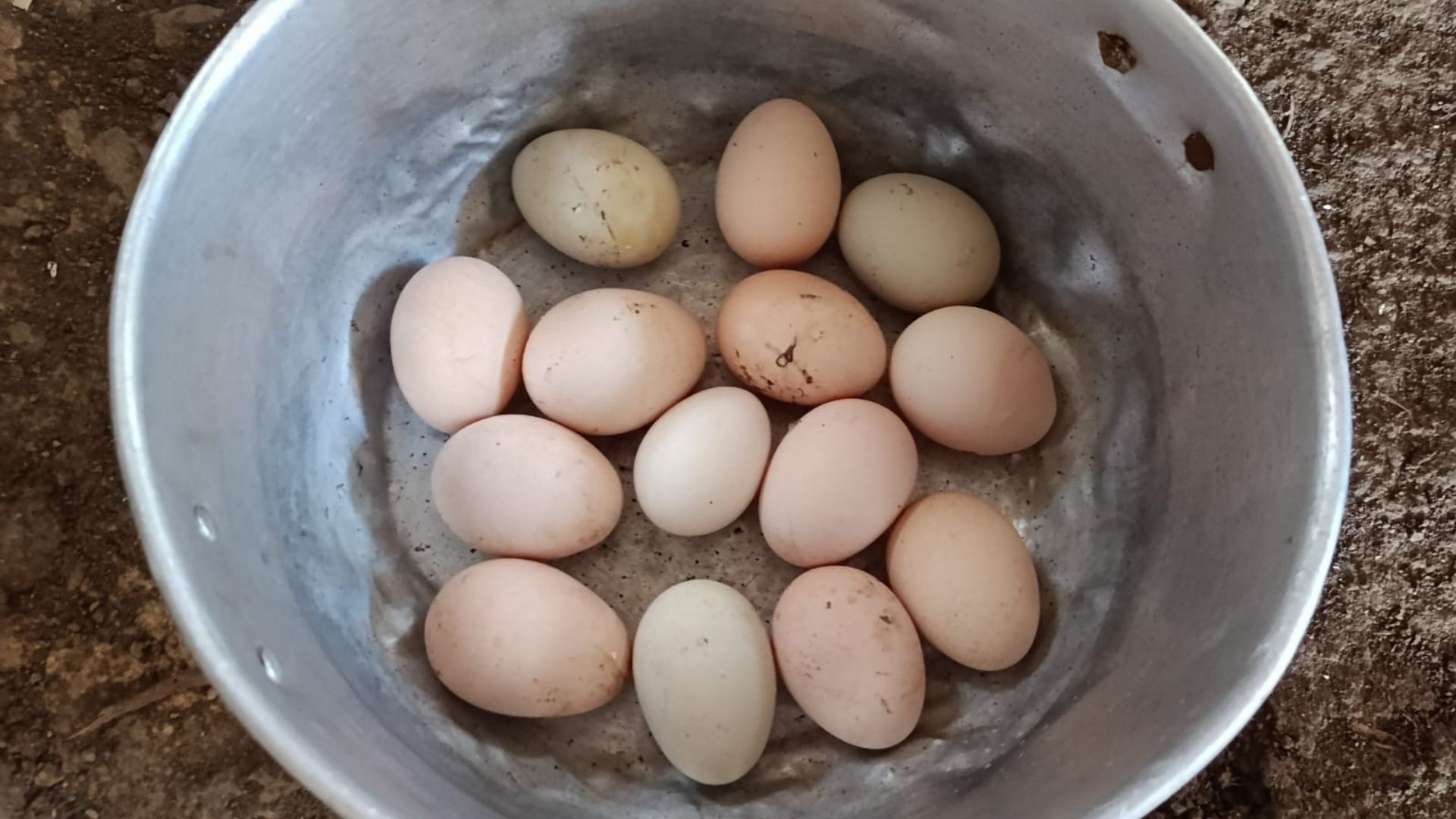 El huevo criollo de gallina es muy apetecido