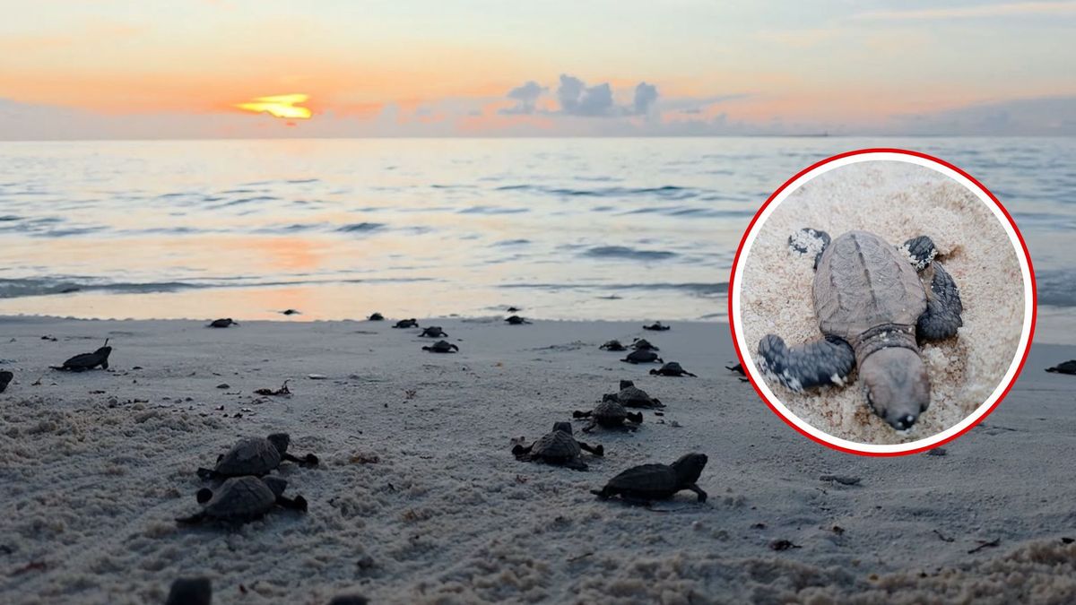 Tortugas